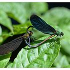 Blauflügel-Prachtlibelle bei der Paarung.