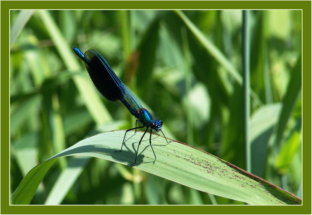 Blauflügel Prachtlibelle (Caloperyx virgo)