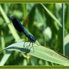 Blauflügel Prachtlibelle (Caloperyx virgo)