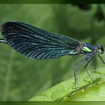 Blauflügel-Prachtlibelle (Calopterix virgo)