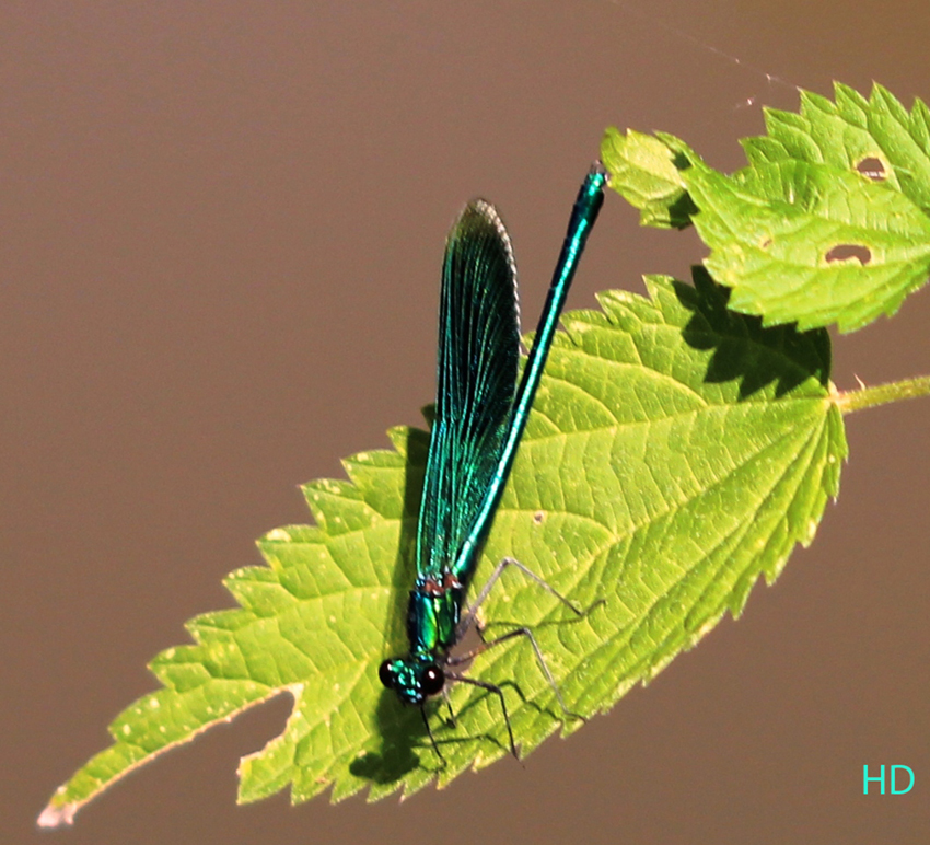 Blauflügel-Prachtlibelle (Calopteryx virgo)