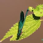 Blauflügel-Prachtlibelle (Calopteryx virgo)