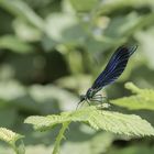 Blauflügel-Prachtlibelle (Calopteryx virgo)