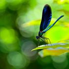 Blauflügel-Prachtlibelle (Calopteryx virgo) 1