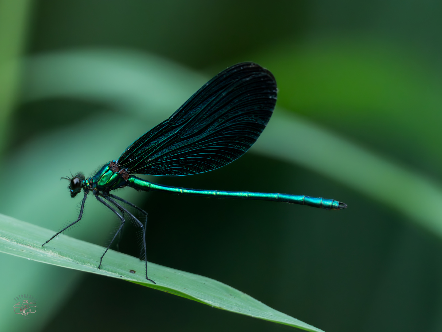 Blauflügel-Prachtlibelle (Calopteryx virgo)