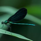 Blauflügel-Prachtlibelle (Calopteryx virgo)