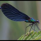 Blauflügel - Prachtlibelle (Calopteryx virgo) -