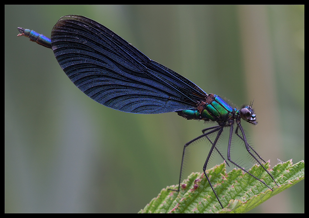 Blauflügel - Prachtlibelle (Calopteryx virgo) -