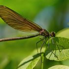 Blauflügel-Prachtlibelle (Calopteryx virgo)