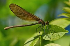 Blauflügel-Prachtlibelle (Calopteryx virgo)