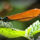 Blauflügel-Prachtlibelle (Calopteryx virgo) 2