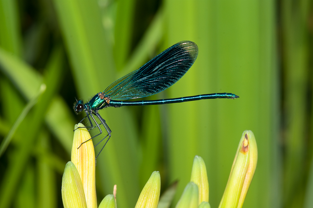 Blauflügel Prachtlibelle (Calopteryx virgo)