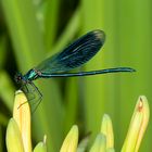 Blauflügel Prachtlibelle (Calopteryx virgo)