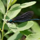 Blauflügel-Prachtlibelle (Calopteryx virgo)