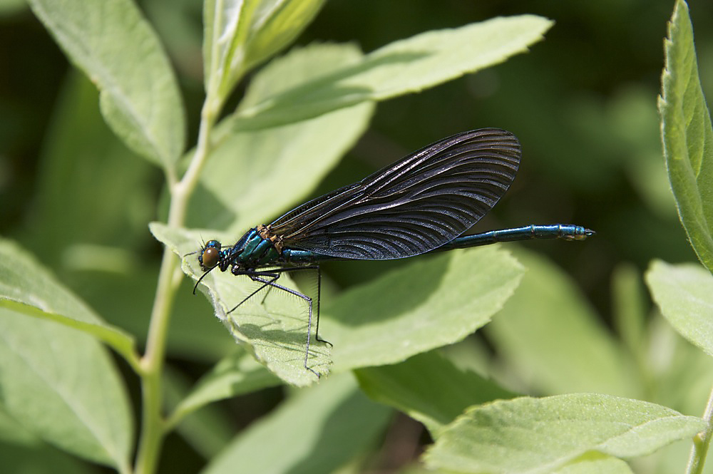 Blauflügel-Prachtlibelle (Calopteryx virgo)