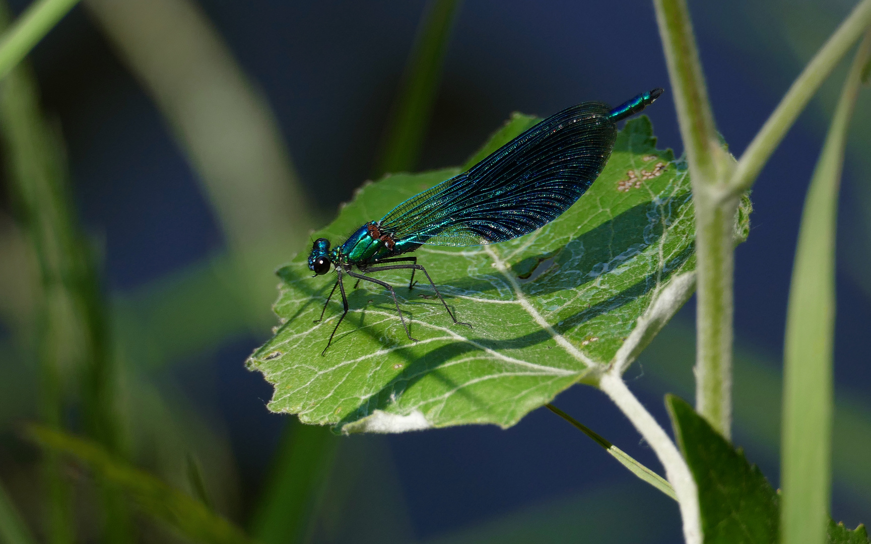 Blauflügel-Prachtlibelle (Calopteryx virgo)