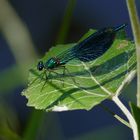 Blauflügel-Prachtlibelle (Calopteryx virgo)