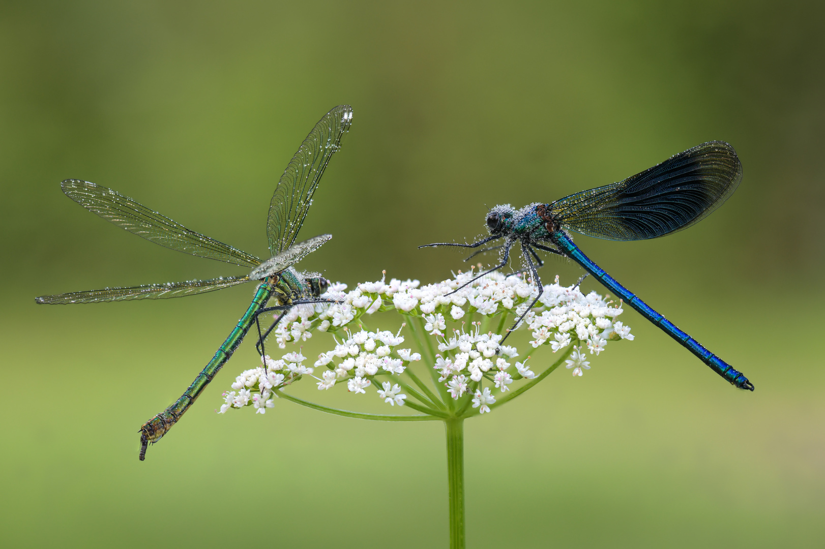 Blauflügel-Prachtlibelle (Calopteryx virgo)