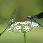 Blauflügel-Prachtlibelle (Calopteryx virgo)