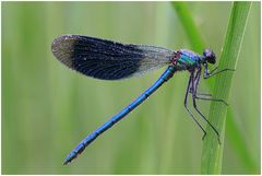 Blauflügel-Prachtlibelle (Calopteryx virgo)