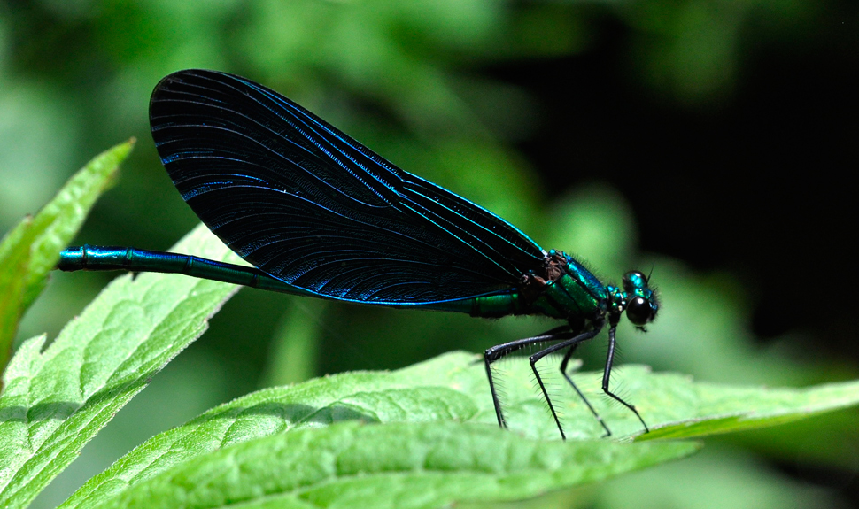 Blauflügel-Prachtlibelle (Calopteryx virgo)