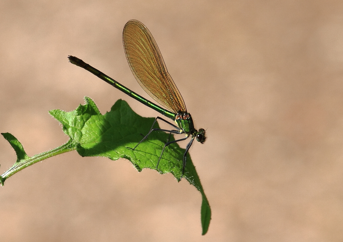 Blauflügel-Prachtlibelle (Calopteryx virgo)