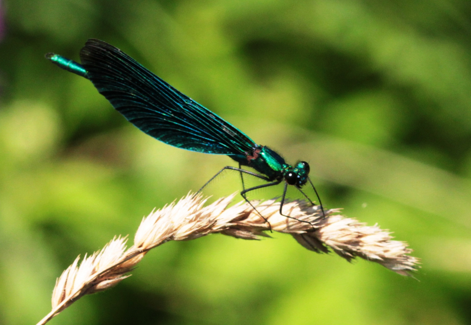 Blauflügel-Prachtlibelle (Calopteryx virgo)