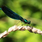 Blauflügel-Prachtlibelle (Calopteryx virgo)