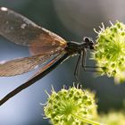 Blauflügel-Prachtlibelle (Calopteryx virgo)