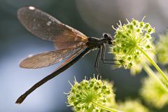 Blauflügel-Prachtlibelle (Calopteryx virgo)