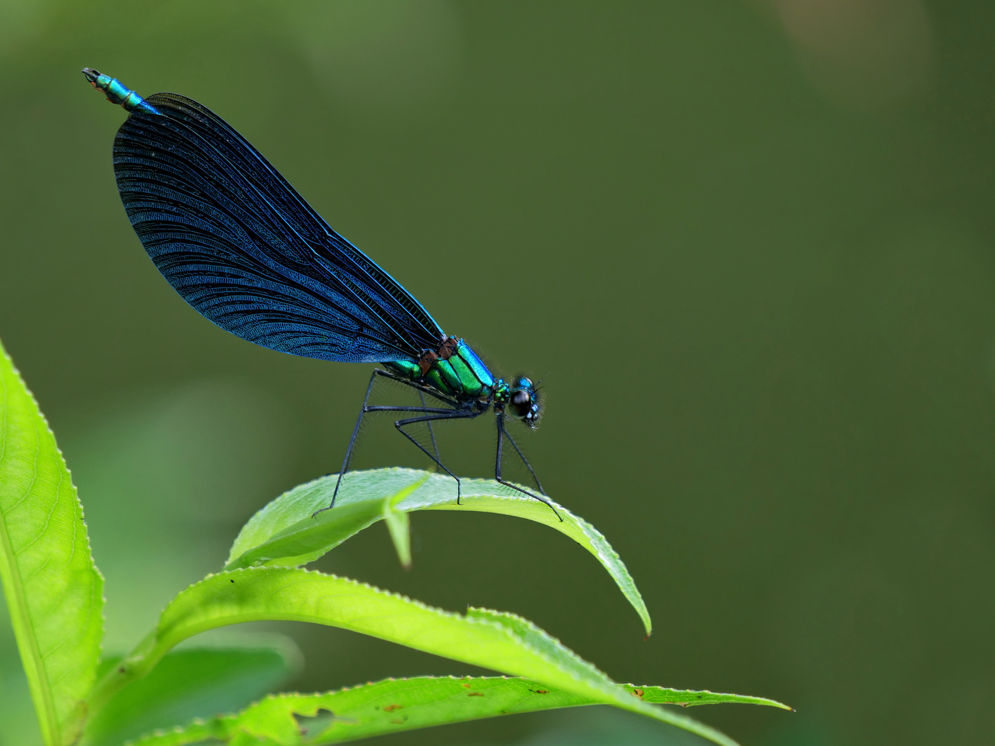 Blauflügel-Prachtlibelle (Calopteryx virgo)