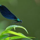 Blauflügel-Prachtlibelle (Calopteryx virgo)