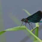 Blauflügel-Prachtlibelle, (Calopteryx virgo)