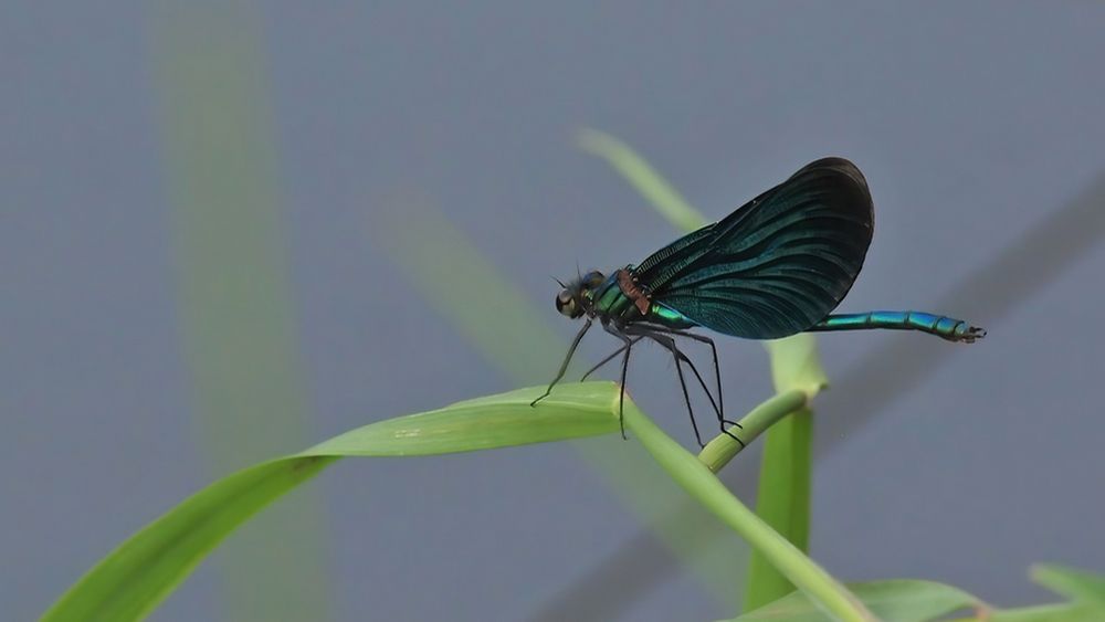 Blauflügel-Prachtlibelle, (Calopteryx virgo)