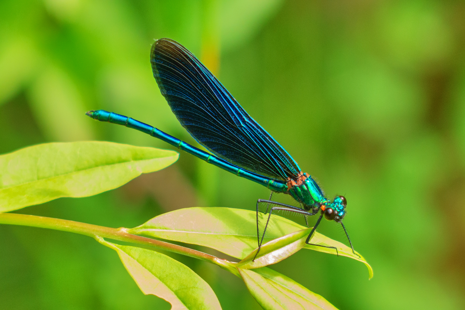 Blauflügel-Prachtlibelle (Calopteryx virgo)