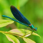 Blauflügel-Prachtlibelle (Calopteryx virgo)