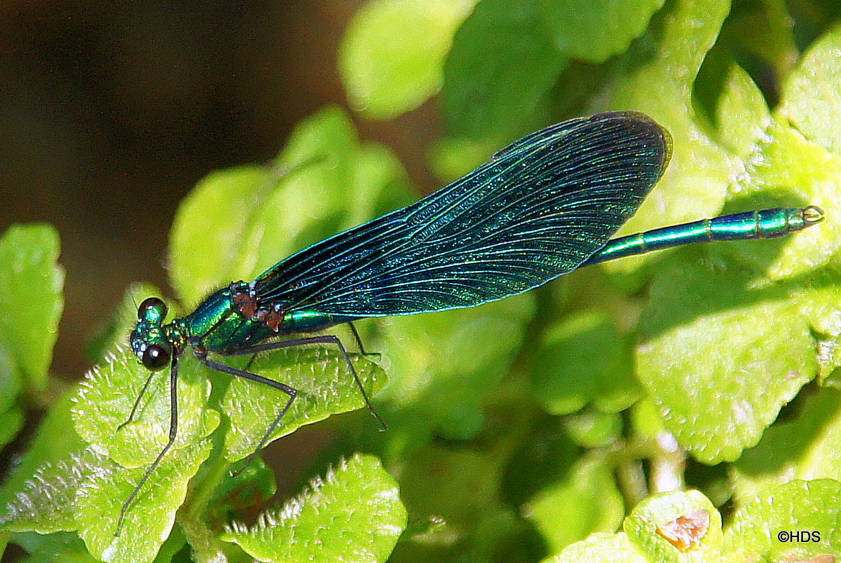 Blauflügel-Prachtlibelle (Calopteryx virgo)