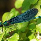 Blauflügel-Prachtlibelle (Calopteryx virgo)