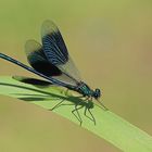 Blauflügel-Prachtlibelle (Calopteryx virgo)