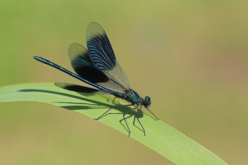 Blauflügel-Prachtlibelle (Calopteryx virgo)