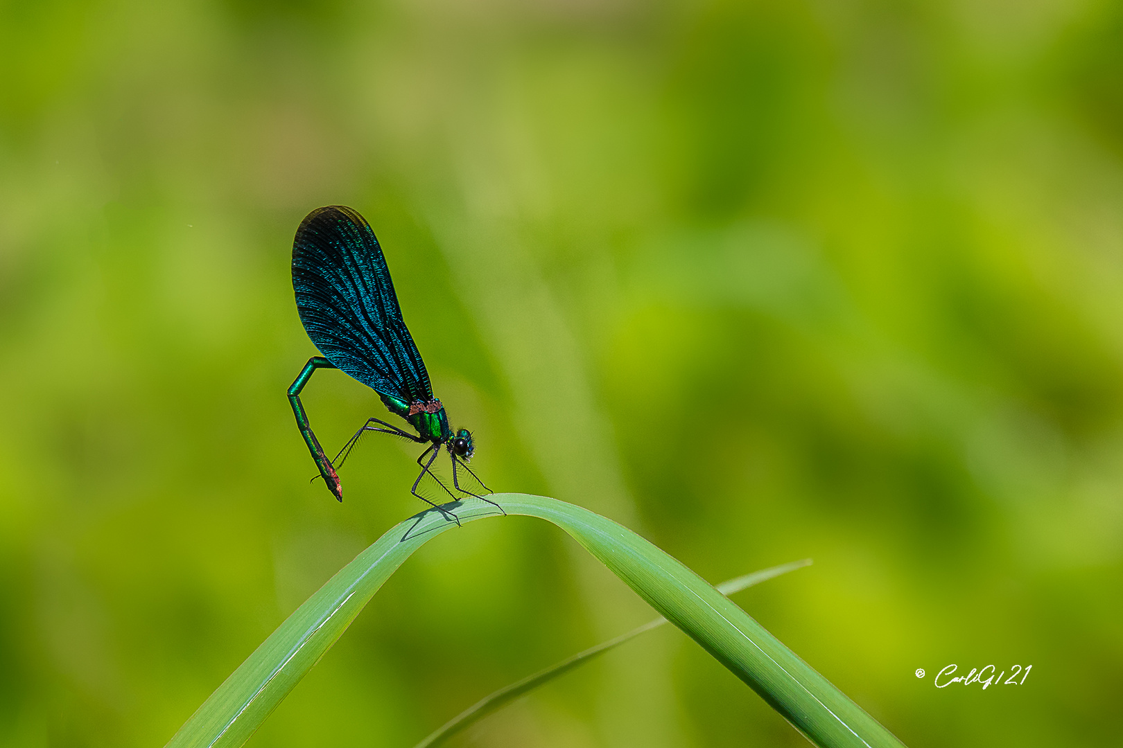 Blauflügel-Prachtlibelle  (Calopteryx virgo) 