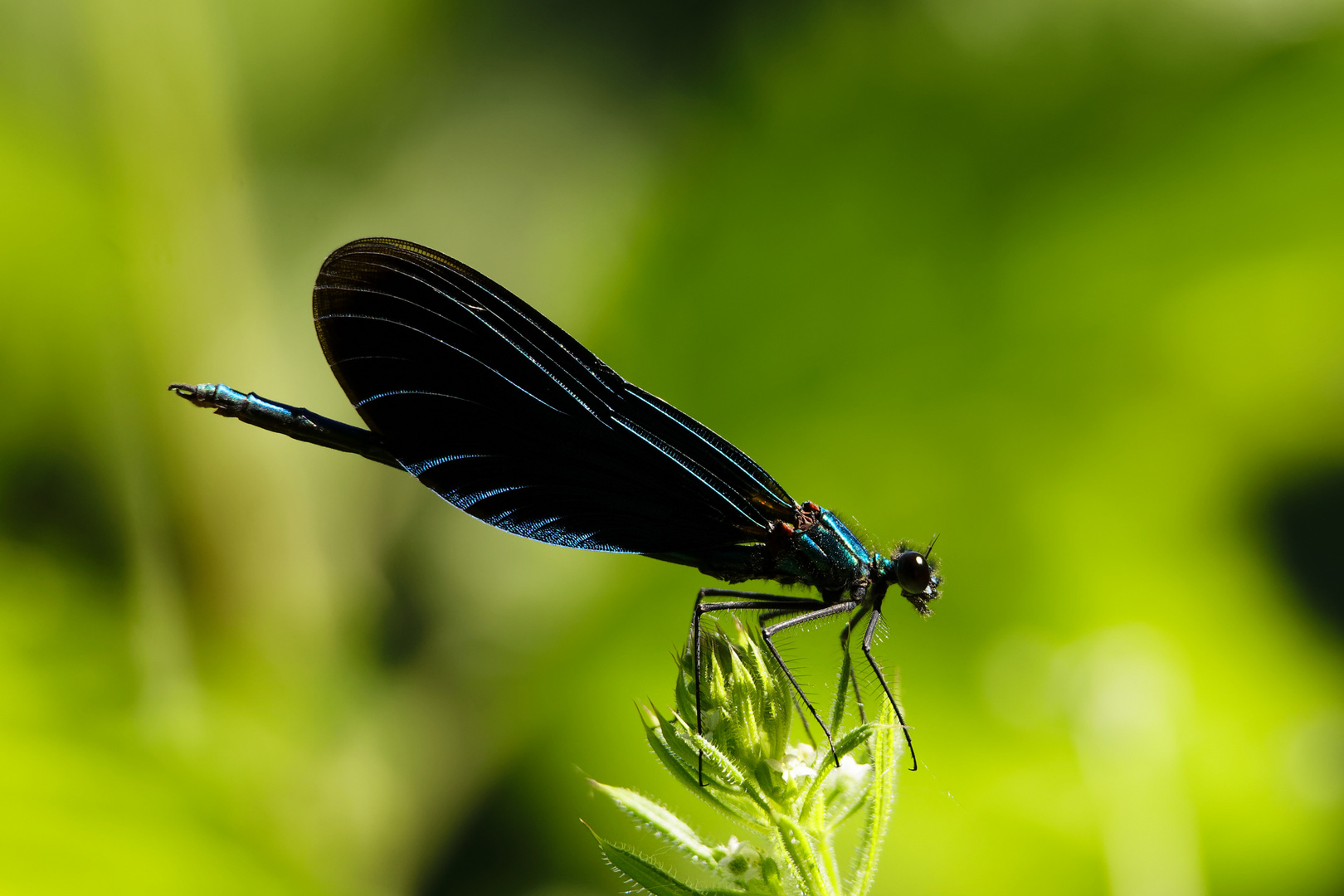 Blauflügel-Prachtlibelle (Calopteryx virgo)