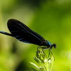 Blauflügel-Prachtlibelle (Calopteryx virgo)