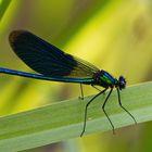 Blauflügel-Prachtlibelle (Calopteryx virgo)