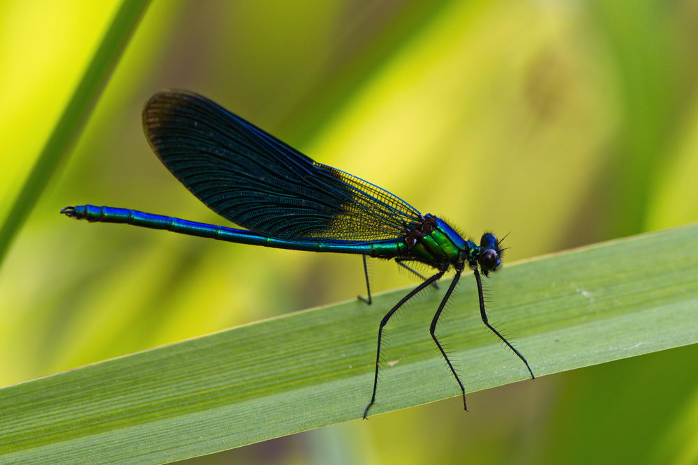 Blauflügel-Prachtlibelle (Calopteryx virgo)