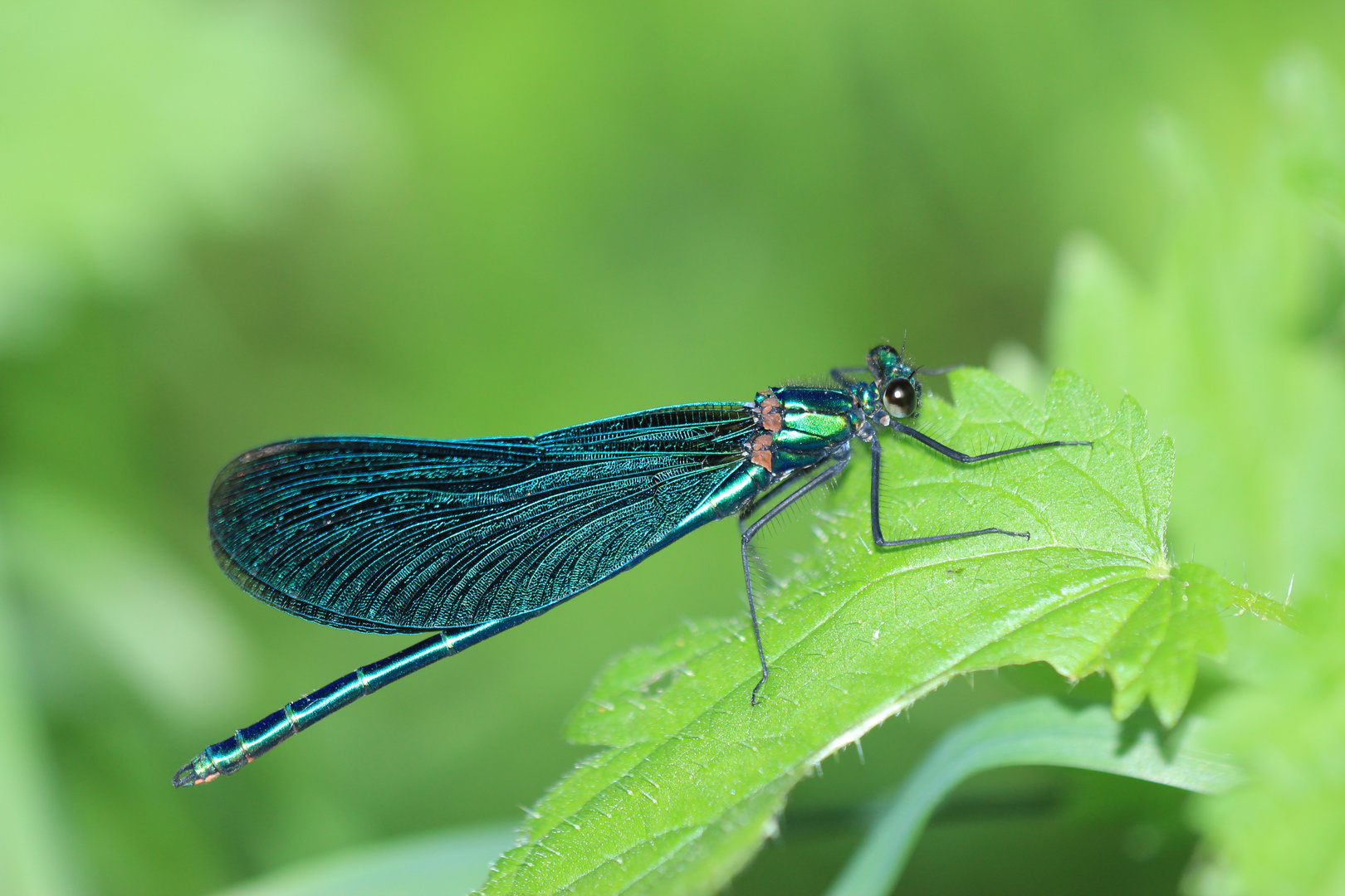 Blauflügel-Prachtlibelle (Calopteryx virgo)