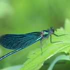 Blauflügel-Prachtlibelle (Calopteryx virgo)