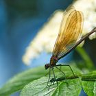 Blauflügel-Prachtlibelle (Calopteryx virgo)