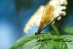 Blauflügel-Prachtlibelle (Calopteryx virgo)