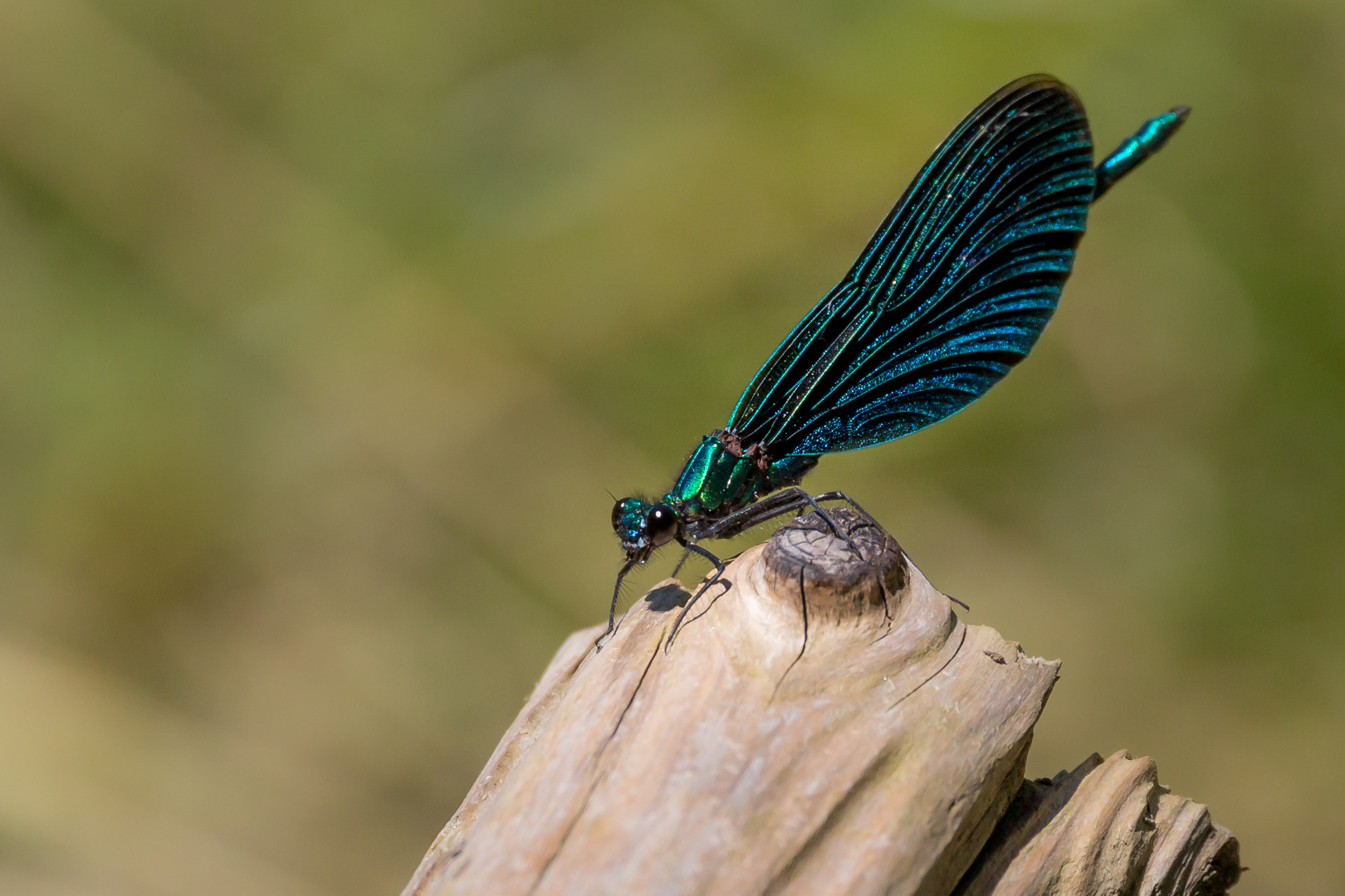 Blauflügel-Prachtlibelle (Calopteryx virgo)